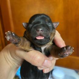Libbies purple - Black and tan female Yorkshire Terrier puppy in Hardeeville, South Carolina from Pups of the Lowcountry