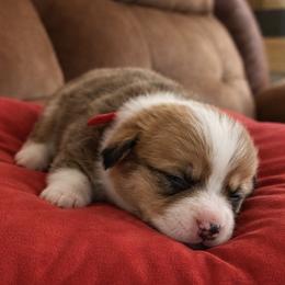 13 red collar - Fawn male Pembroke Welsh Corgi puppy in Port Republic, Maryland from Bestfurends