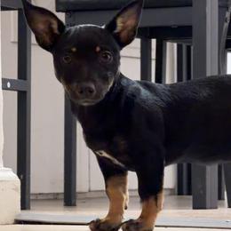Myra - Black and white female Teddy Roosevelt Terrier puppy in Little Elm, Texas from Stone's Teddy Roosevelt Terrier's
