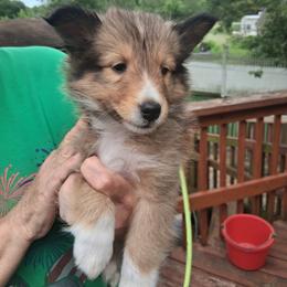 Boy 4 - male Shetland Sheepdog puppy in Gilbertsville, Pennsylvania from Canidae Shelties