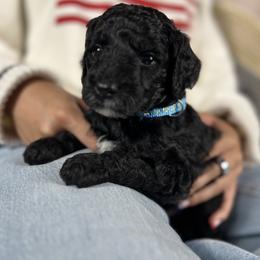 Boy 2 - Black male Goldendoodle puppy in Frederick, Maryland from Loving Doodles