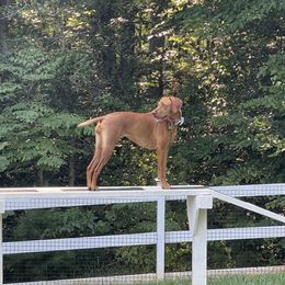 Aspen - Vizsla