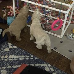 Double Doodle Puppies from North Texas Golden Mountain Doodles