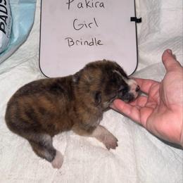 Pakira - Brindle female Japanese Akitainu puppy in Hubert, North Carolina from Miyo Ken