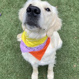 Daphne - Golden Retriever