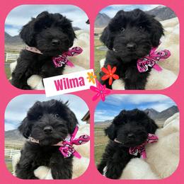 Wilma - Black female Whoodle puppy in Rocky Ridge, Utah from Miniature Whoodles & Wheaten terriers Utah