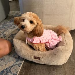 Havapoo Puppies from Havapoo Kennels