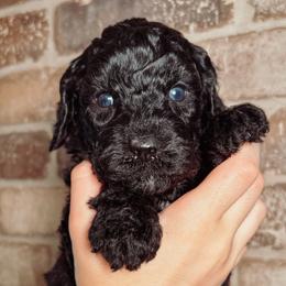 Greg - Black male Australian Labradoodle puppy in Decatur, Alabama from Southern Meadows Doodles