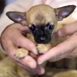 Moose - Blue fawn male Chihuahua puppy in Fallon, Nevada from Blue Chihuahuas of Nevada