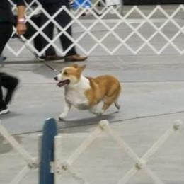 Pembroke Welsh Corgi All Grown Up from Owenby's Corgi's