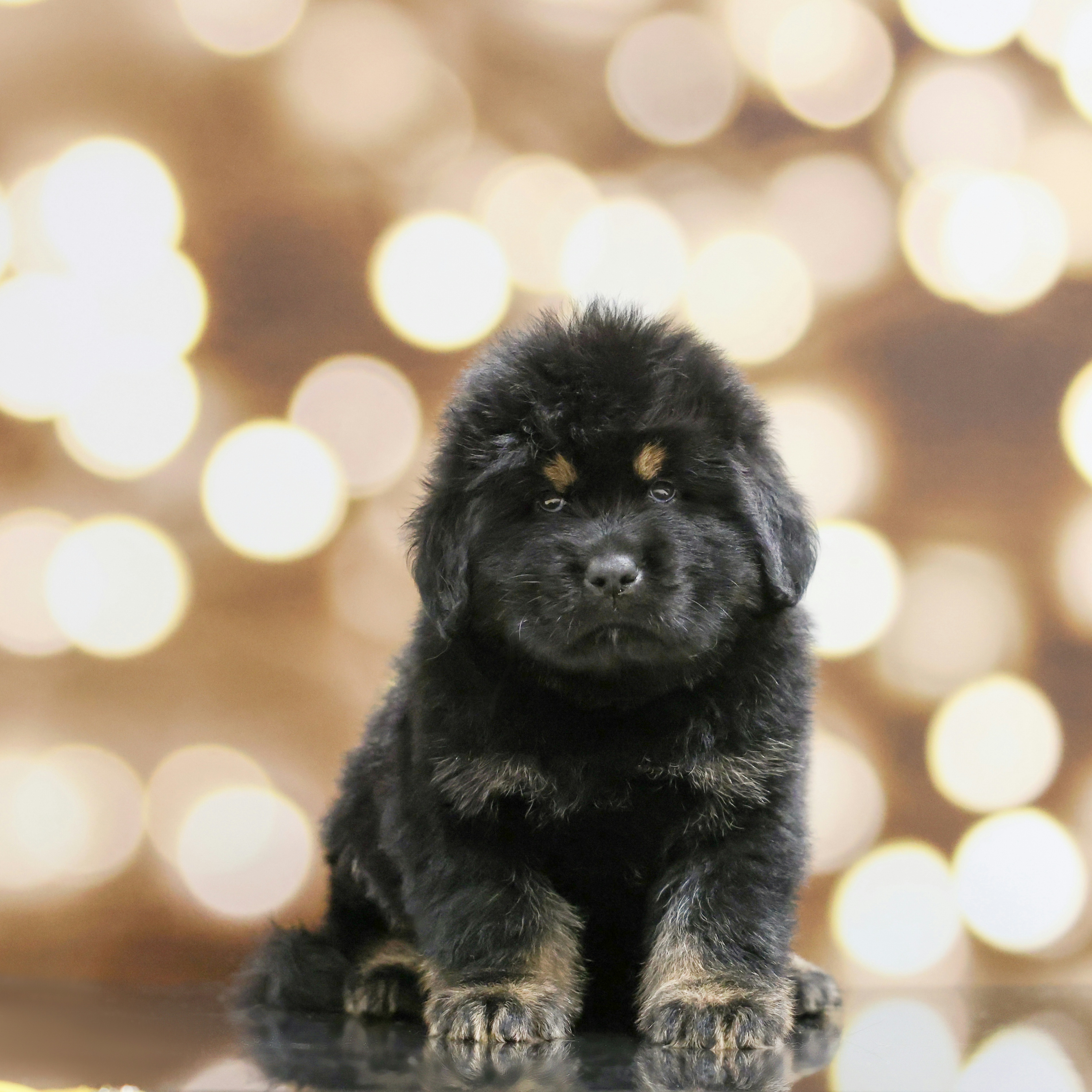 Boy 1 - Tibetan Mastiff puppy from Adynasty Tibetan Mastiffs