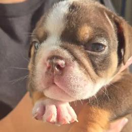 OZZY - Chocolate tri-color male Bulldog puppy in Perris, California from Ohana_626_kennels