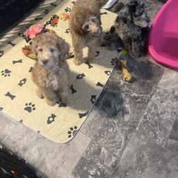 Golden Aussiedoodle and Goldendoodle Puppies from Law Doodles of SC