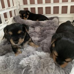 Yorkshire Terrier Puppies from Willow Grove Yorkie