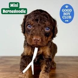Bernedoodle, Goldendoodle, and Poodle Puppies from Plum Valley Pups