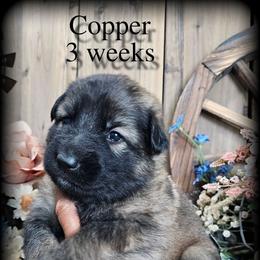 Copper - Sable male German Shepherd puppy in Sequim, Washington from German Shepherd Haus