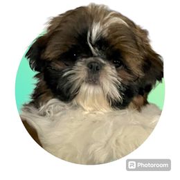 Mushu - Shih Tzu