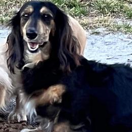 Maisie - Dachshund