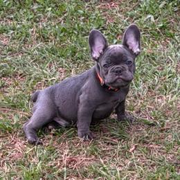 Ryder-Orange - Blue male French Bulldog puppy in Palm Coast, Florida from Calypso Island French Bulldogs
