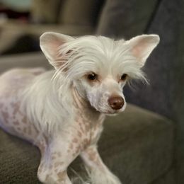 Pinky - Chinese Crested