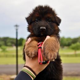Krush - Black and red male German Shepherd puppy in Canton, Texas from WILDWOOD GERMAN SHEPHERDS