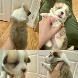 Pembroke Welsh Corgi puppies from Feathers' Corgis with Tails
