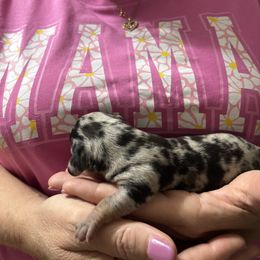 Dachshund Puppies from D & F Doxies