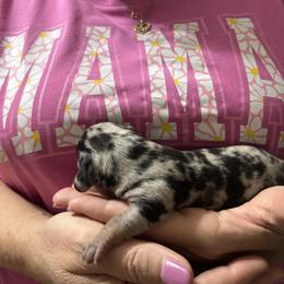 Dachshund Puppies from D & F Doxies