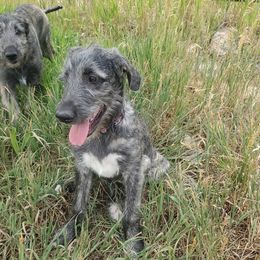 Girl 7 - Brindle female Irish Wolfhound puppy in Herriman, Utah from Hidden Hollow Wolfhounds