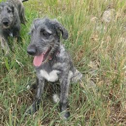 Girl 7 - Brindle female Irish Wolfhound puppy in Herriman, Utah from Hidden Hollow Wolfhounds
