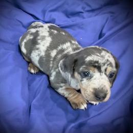 Dapple girl - Dapple female Dachshund puppy in Boerne, Texas from Maravillas Dachshunds LLC