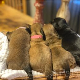 Dachshund Puppies from Long Dog Farm
