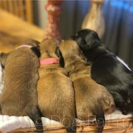 Dachshund Puppies from Long Dog Farm