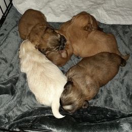 Shih Tzu Puppies from Highland Farms Shih Tzu & Imperial Beauties