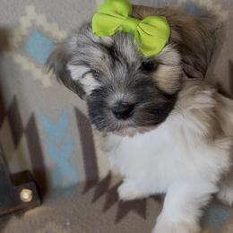 Tyla - AKC - Chocolate sable female Havanese puppy in Verden, Oklahoma from Holcombs Puppy Ranch