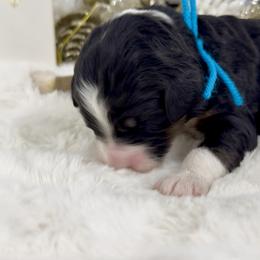 Punch - Tri-color female Bernedoodle puppy in Hegins, Pennsylvania from Bubbling Springs Doodles, LLC