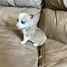 Sable girl 2 - Sable female Pembroke Welsh Corgi puppy in Clinton, Tennessee from High Hopes Farm