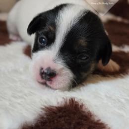 Boy 3: Nibs - Tri-color male Russell Terrier puppy in Harvel, Illinois from Ruff and Tumble Russell Terriers