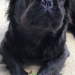 French Bulldogs from Beachtown Fluffy’s