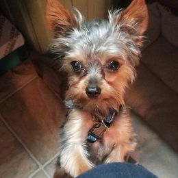 Yorkshire Terriers from C & H Kennels