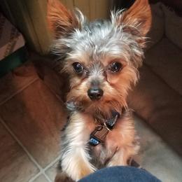 Yorkshire Terriers from C & H Kennels