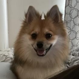Pomeranians and Pomskies from Black Mountain Kennels