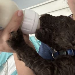Poodle Puppies from Cano Homestead Poodles
