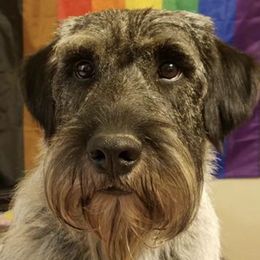 Azawakhs, Collies, and Standard Schnauzers from Kokomo Kennels