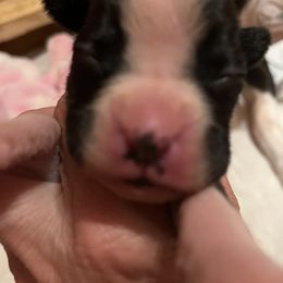 Boxer Puppies from Teressa's Boxers