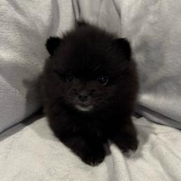 Bear - Black male Pomeranian puppy in Ukiah, California from Puffball Poms