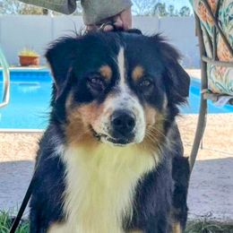Annie - Australian Shepherd