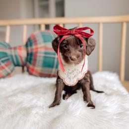Piper - 12 Days of Christmas - Chocolate female Goldendoodle puppy in Syracuse, Indiana from The Doodle Cove