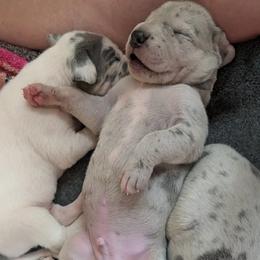 Hardy - Merle male Great Dane puppy in Turon, Kansas from RCM Great Danes