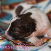 Peppermint Patty - White female Tornjak puppy in Albright, West Virginia from Pine Spring Farm